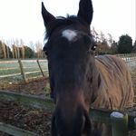 Liz Conway - @lizconway1970 - Instagram