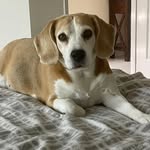 Liz Curry - @larab_eagle - Instagram