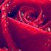 Elizabeth Drury - Facebook