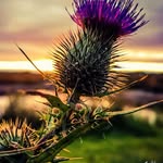 Liz Dyer - @lizdyer8 - Instagram