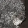 Lizzie Isaacs700 - @lizzieeisen1 - TikTok