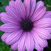 Elizabeth Feldman - Facebook