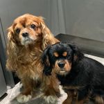 Liz Field, alfie & louie uk - @field._liz - Instagram