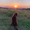 Lizz Flint - @lizz.flint - TikTok