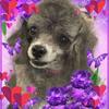 Liz Foote762 - @lizfoote762 - TikTok