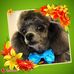 Liz Foote - Facebook
