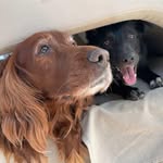 Liz Forster - @lizforster6676 - Instagram