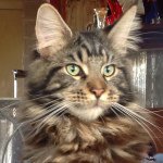 Liz Holmes - @picaboo_cats - Instagram