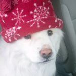 Doggo Sketching - @liz_hooker - Instagram