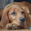 Liz Kelleher - @liz.kelleher - TikTok