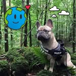 Liz Kidd - @pets_boutique_ltd - Instagram
