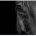 Lise Leduc - Facebook