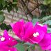 Liz Libre - Facebook
