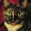 Liz Lyon - @liz.lyon6 - TikTok