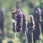 Liz McManus - @babblebabbleblog - Instagram