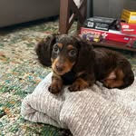 Liz Mertz - @radagastthebrownweenie - Instagram