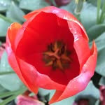 Liz Needham Robb - @possierobb - Instagram