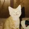 Liz_Nelson - @liznelso - TikTok