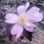 Liz Poole Redding - Facebook