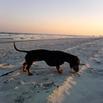 lizrush - @desi_the_dachshund - Instagram