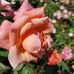 Elizabeth Seitz - Facebook