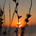 Liz Tracy - @liztracynaturephotographer - Instagram