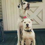 Lisa Beam Yost - @01greatdane - Instagram