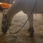 liza goodwin - @trinitystables1736 - Instagram