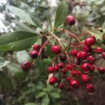 Lisa Mathews Fitzgibbons - @thecurryleafandmowgli0929 - Instagram