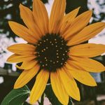 Elizabeth Pearson - @gracephotography4501 - Instagram