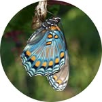 Elizabeth Stevens - @eastevens1956 - Instagram