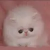 Lizeth Luis - @lizethluis2 - TikTok