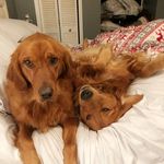 Lizzie and Brady the goldens. - @lizzieandbrady - Instagram