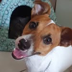 Cooper / Lizzie - @cooper_lizzie_jackrussell - Instagram