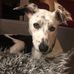 Lizzie Dickson - Facebook