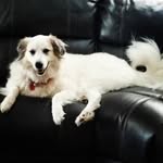 Lizzie Ford ♡ - @lizziethegreatpyrenees - Instagram