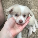 Lizzie Hanson - @lizzie_bear1200 - Instagram