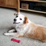 Lizzie the Hufflepup - @lizzie_the_hufflepup - Instagram