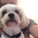 Lizzy Knott 🐶 - @princesslizdoge - Instagram
