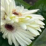 Lizzie Lowe - Facebook