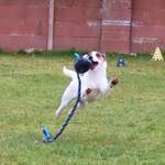 Lizzie Morris - @canine_coaching_company - Instagram