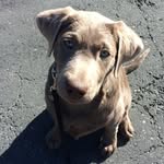 I'm A Dog - @lizzie.silverlab - Instagram