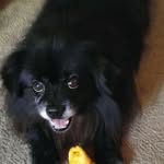 Lizzie Walls - @lizlovesdogs101 - Instagram