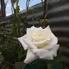Lizzy Ajucordero - @lizzy.ajucordero - TikTok