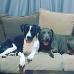 LJ Howell - @howelllj_85 - Instagram