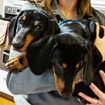 Archer and Lloyd 🐶🐶 - @archer_dach_lloyd - Instagram