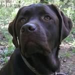 Lloyd Bachand - @lloydbachand - Instagram