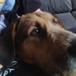 tú_perritodeconfi - @lloyd._ballin - Instagram