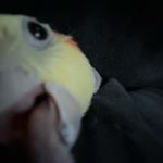 👹lloyd🧍‍♂️&🤓bean😎 - @hehe.warm.birds - Instagram