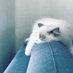 Lloyd - The Bearded Ragdoll - @lloyd_thebearded_ragdoll - Instagram